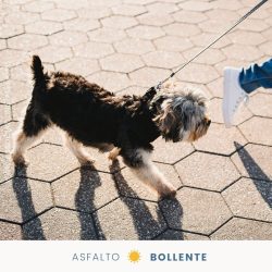 Estate: come capire se l’asfalto è troppo caldo per il cane?