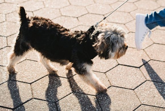 Estate: come capire se l’asfalto è troppo caldo per il cane?