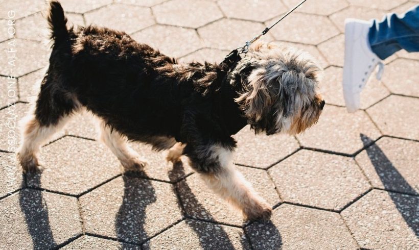 Estate: come capire se l’asfalto è troppo caldo per il cane?