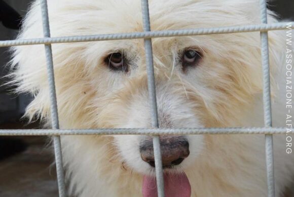 Adotta un cane: come e perché?