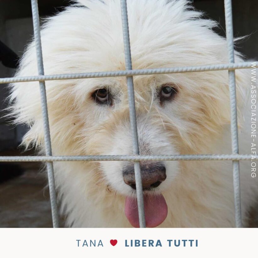 Adotta un cane: come e perché?