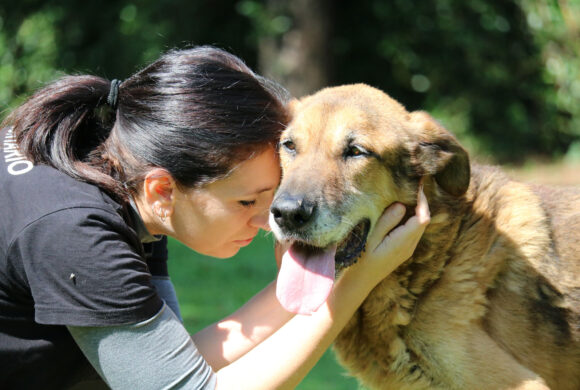 intervista: lotta sistemica al randagismo e cura degli animali