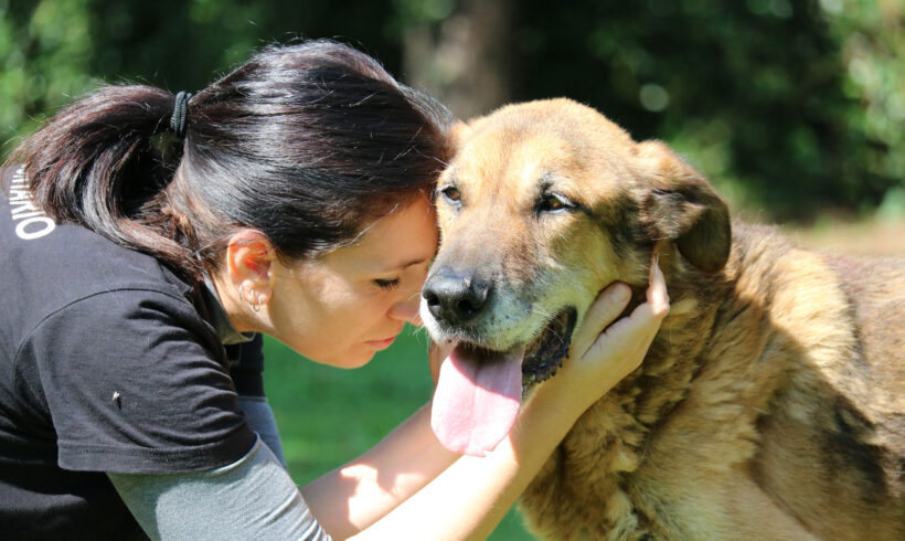 intervista: lotta sistemica al randagismo e cura degli animali