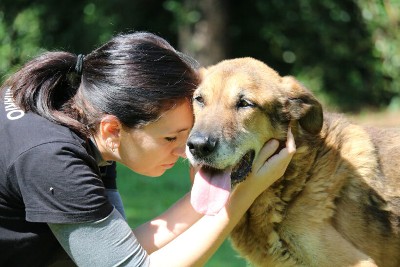 intervista: lotta sistemica al randagismo e cura degli animali