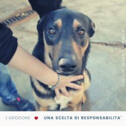 Adozioni responsabili
