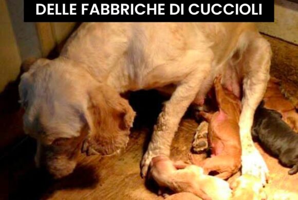 STOP all’orrore delle fabbriche di cuccioli