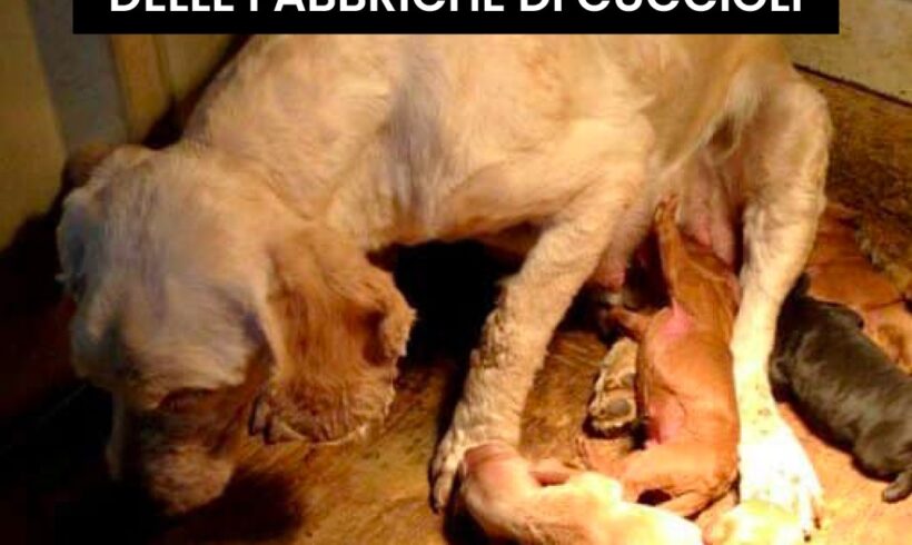 STOP all’orrore delle fabbriche di cuccioli