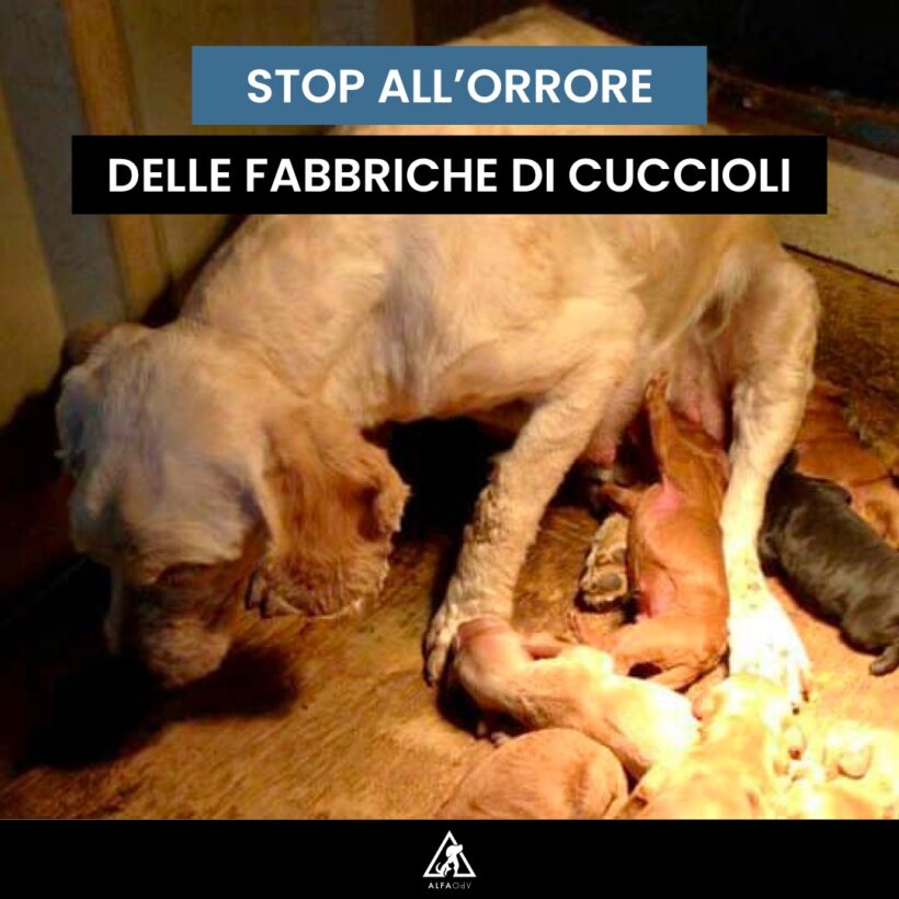 STOP all’orrore delle fabbriche di cuccioli