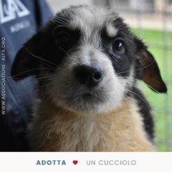 EMERGENZA CUCCIOLI