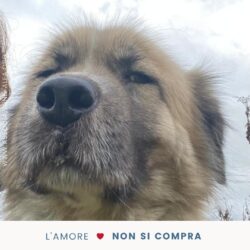 ❤️ Adotta, non comprare