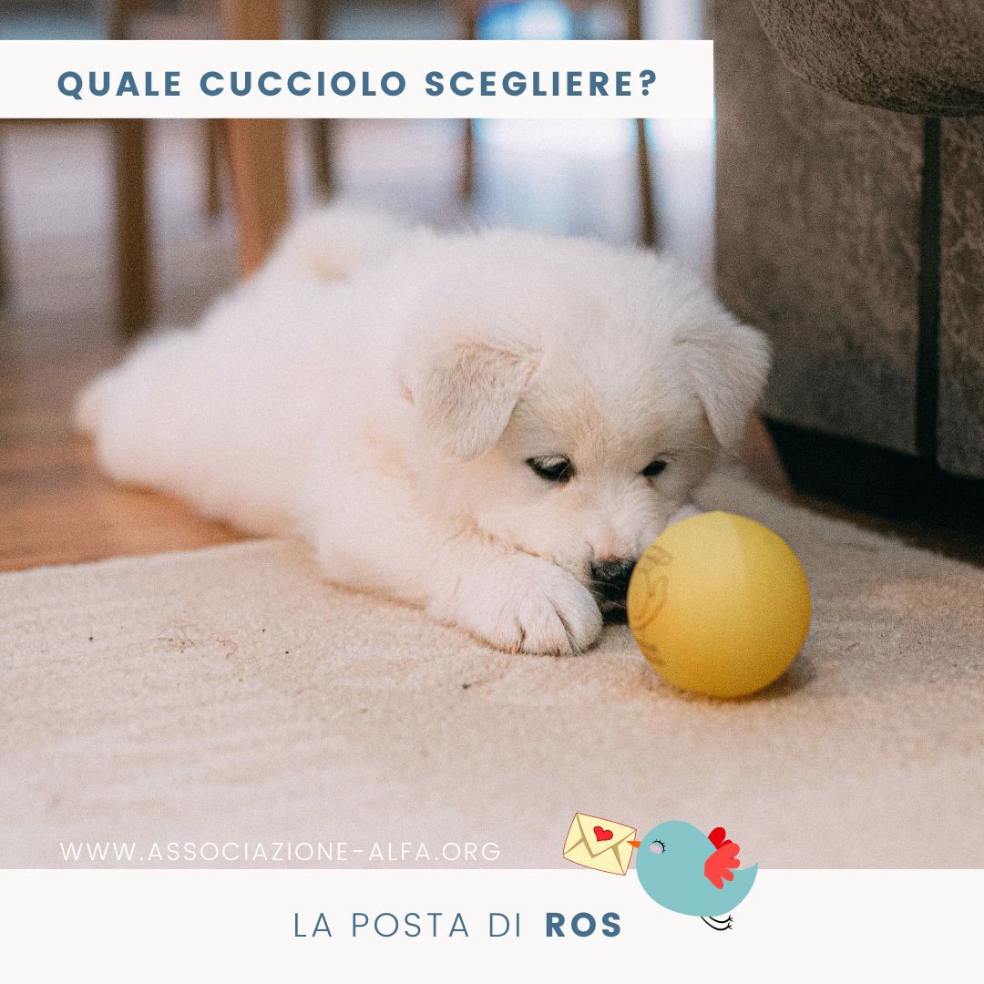 adotta un cucciolo