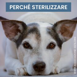 Perché sterilizzare il proprio cane/gatto?