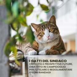 Roma – “I gatti del sindaco”
