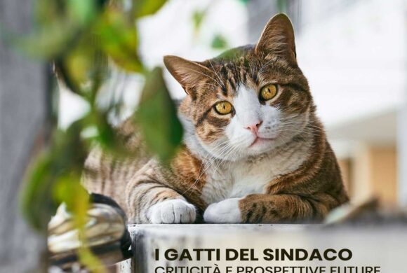 Roma – “I gatti del sindaco”