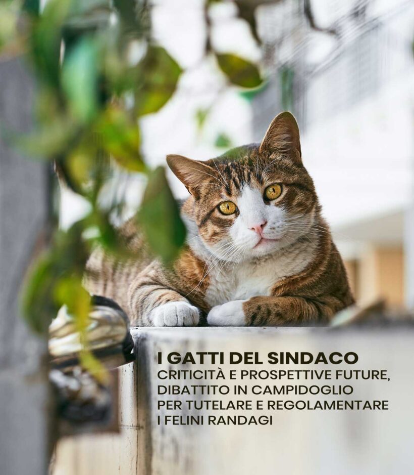 Roma – “I gatti del sindaco”