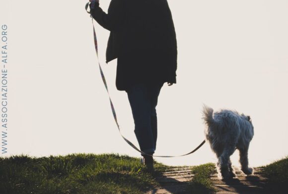 7 consigli (+1) su quando portare il cane fuori in estate