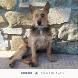 Eusebio, da 4 anni a casa!