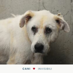 Cani invisibili