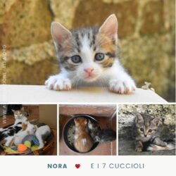 Raccolta fondi: Nora e i suoi 7 cuccioli