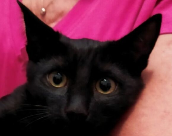Adotta Blacky