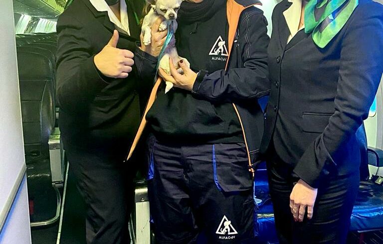 Comunicato stampa: Staffette dal Sud: il primo volo solidale di adozione per Mila. Compagnia aerea italiana offre voli verso casa ai cani e gatti in adozione