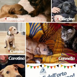 Cuccioli dell’orto tutti a casa!