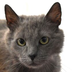 Adotta Kitty