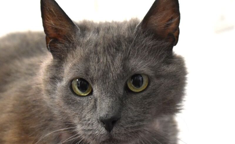 Adotta Kitty