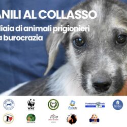 Canili al collasso: migliaia di animali ancora prigionieri a causa di un’assurda burocrazia