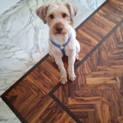 Greyson, oggi si chiama Artù!