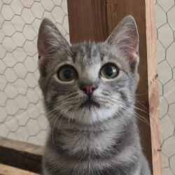 Adotta Tabby